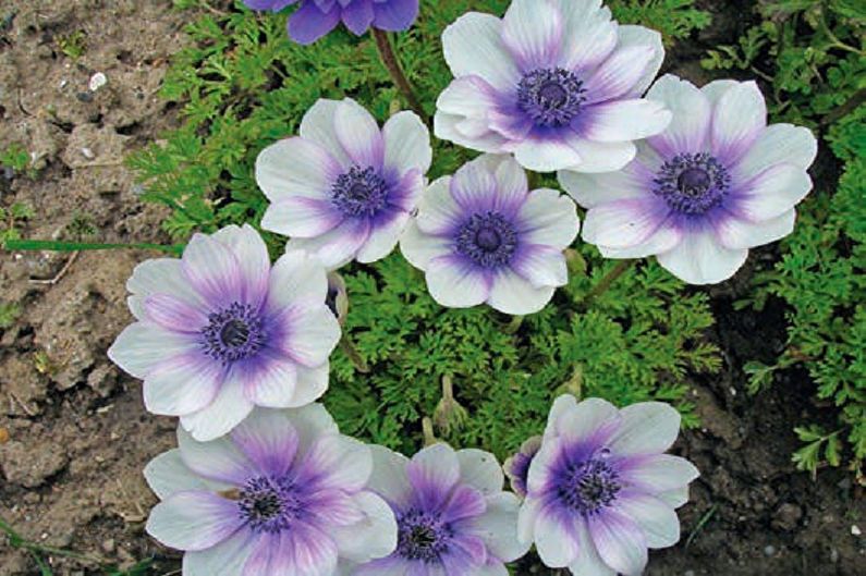 Karūninis anemonas