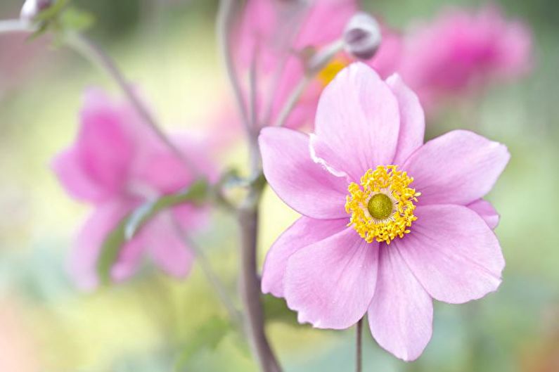 Tardor d’anemones