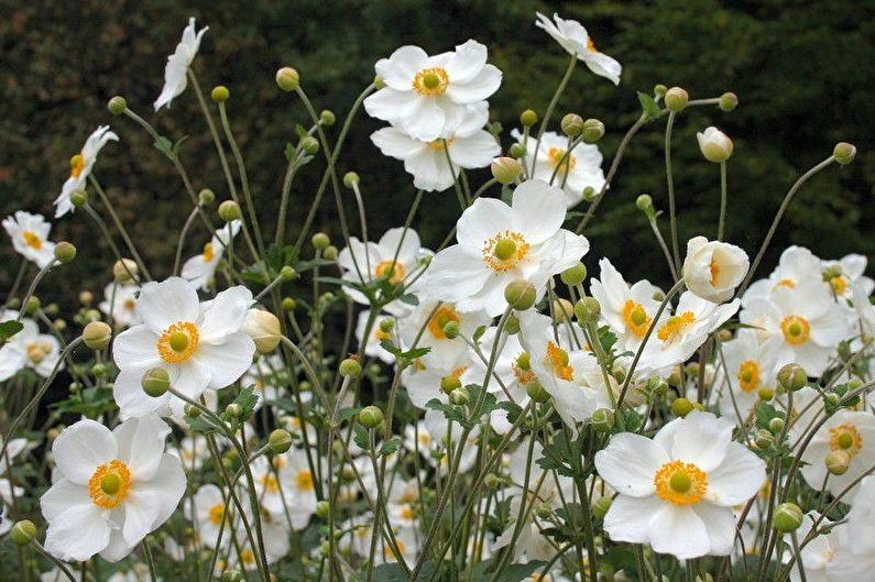 Anemone japanese