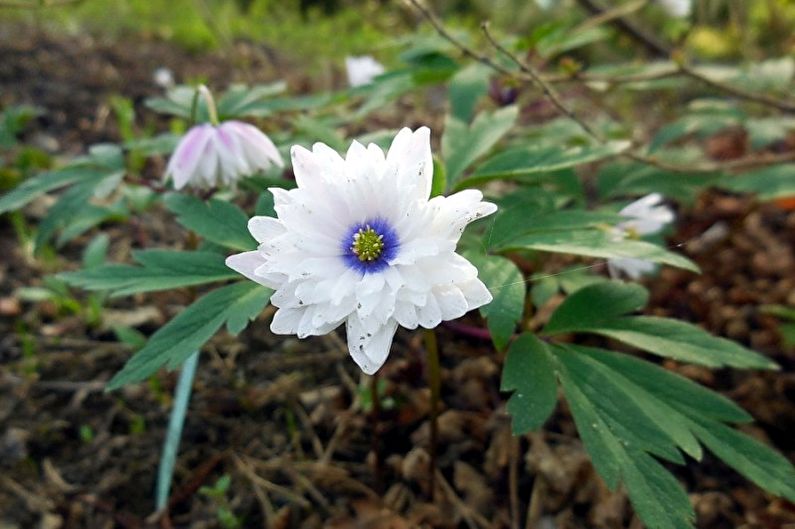 Anemone oak