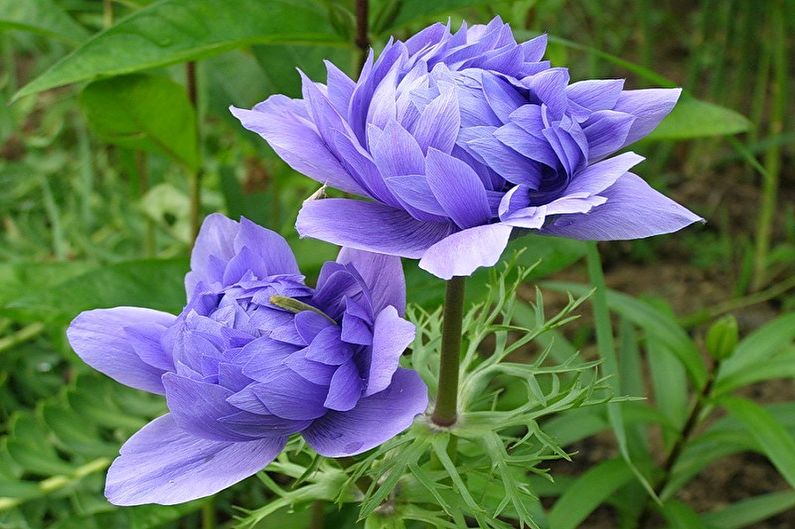 Terry Anemone