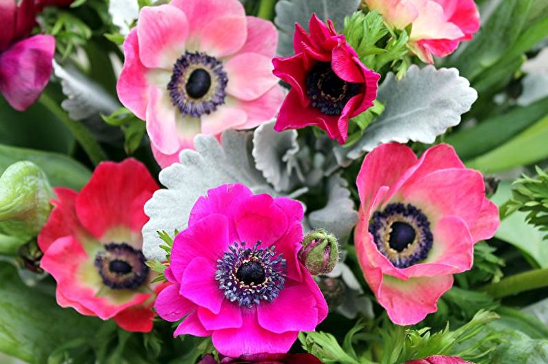 Anemonen - Foto