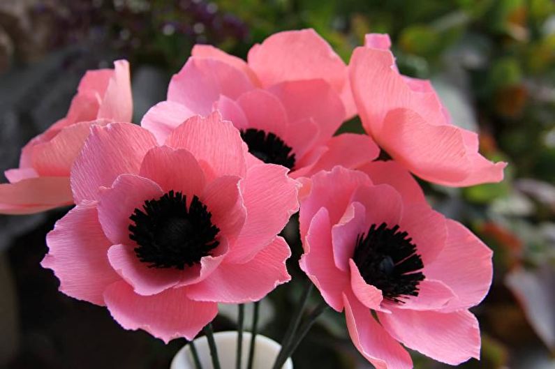 Anemones - foto