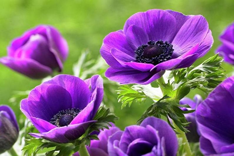 Anemones - foto