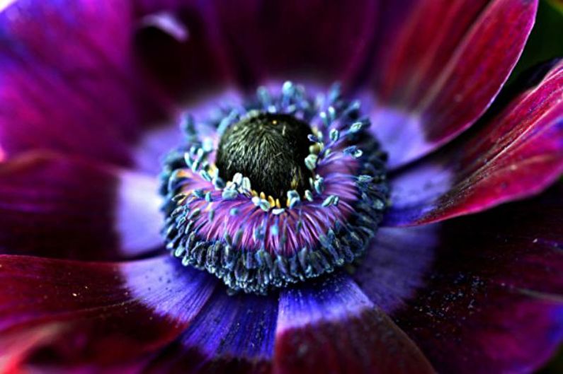 Anemones - photo