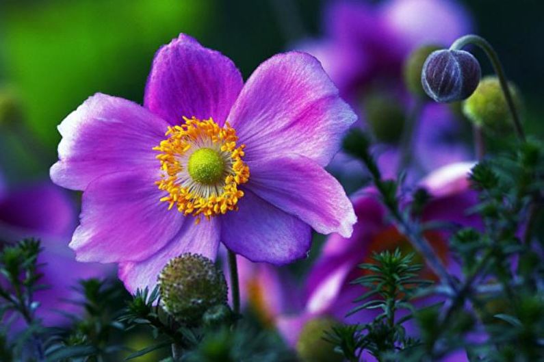 Anemoner - foto