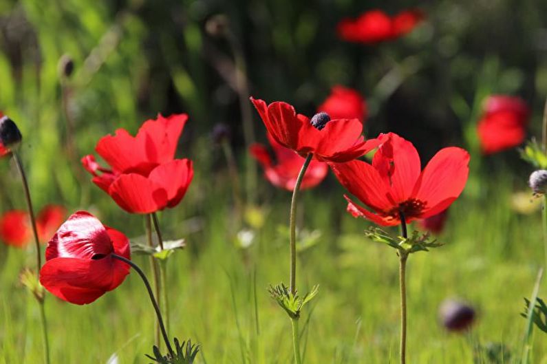 Anemones - photo