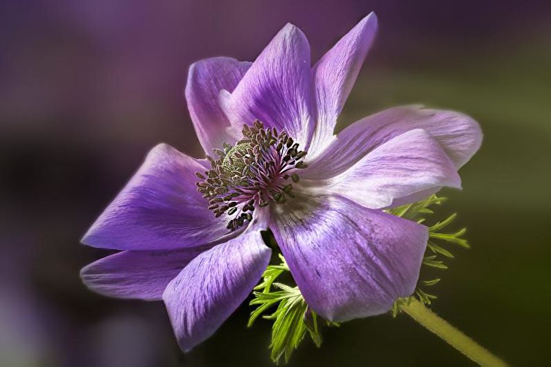 Anemonen - foto