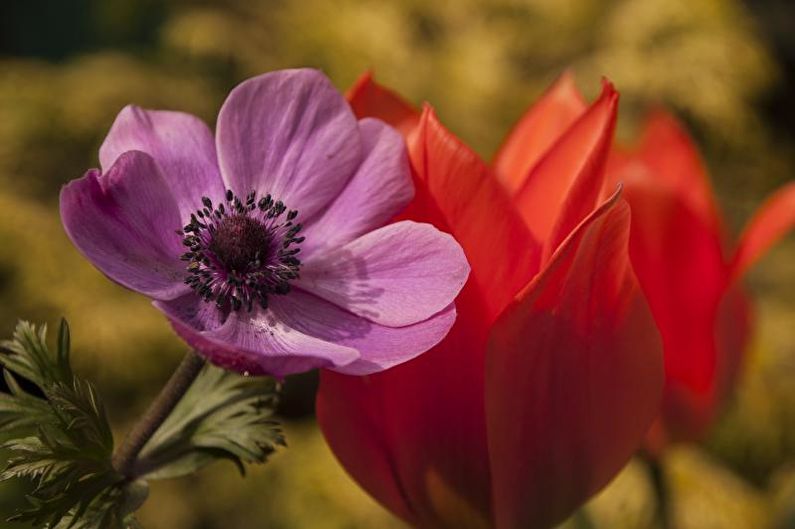 Anemones - foto