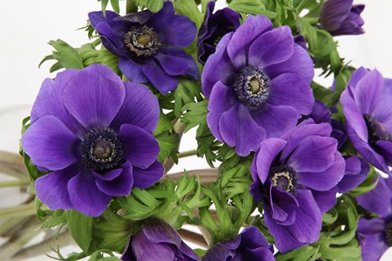 Anemones - foto