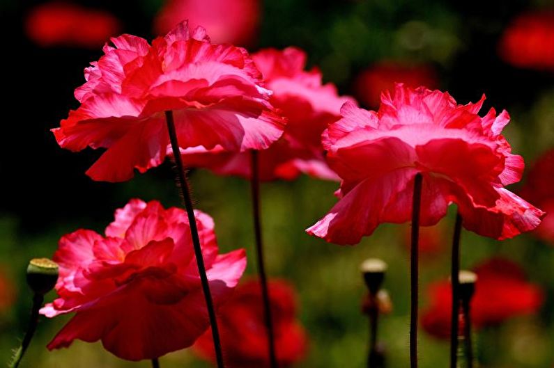 Anemones - photo