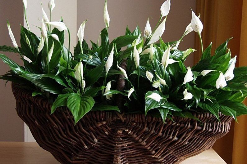 Spathiphyllum profusely namumulaklak