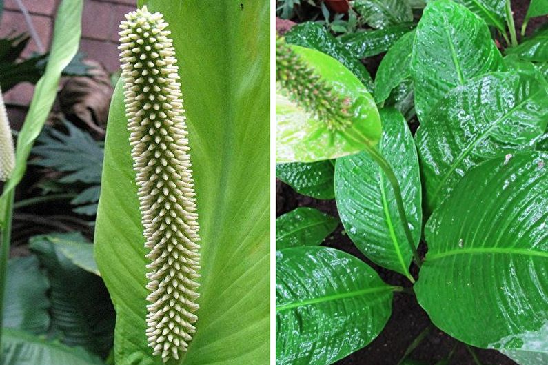 Spathiphyllum urocza