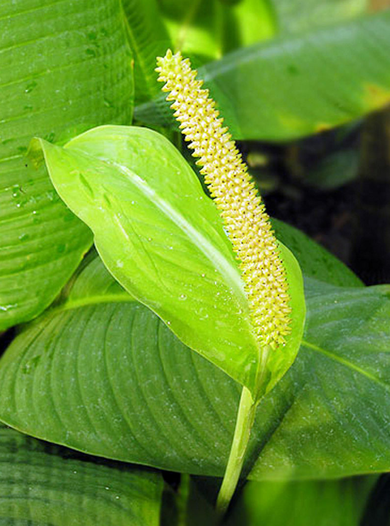 Αξιολάτρευτο Spathiphyllum