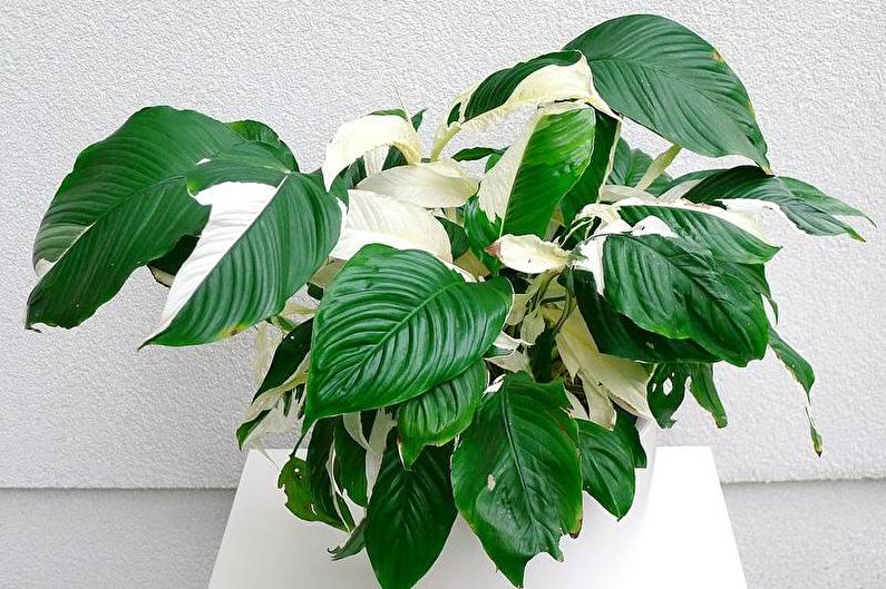 Spathiphyllum بيكاسو