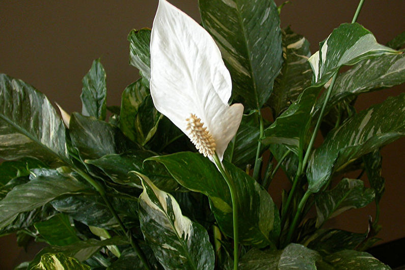 Spathiphyllum dominoes