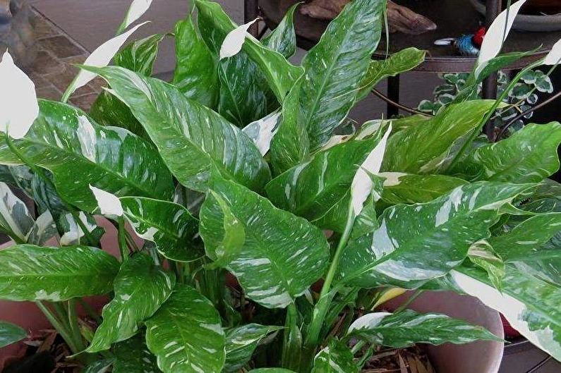 Spathiphyllum dominoes