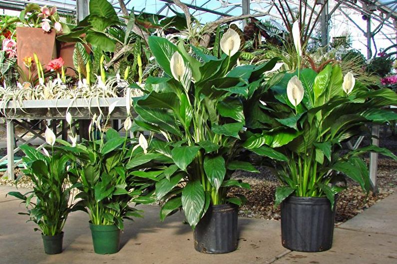 Cảm giác Spathiphyllum