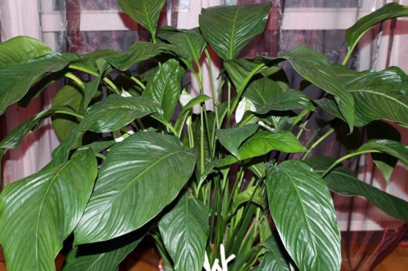 Spathiphyllum Sensation