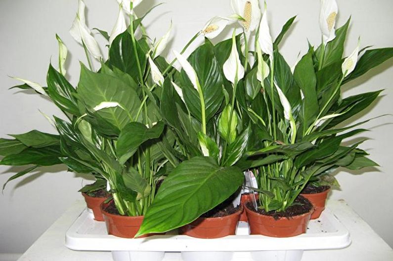 Spathiphyllum - Ánh sáng