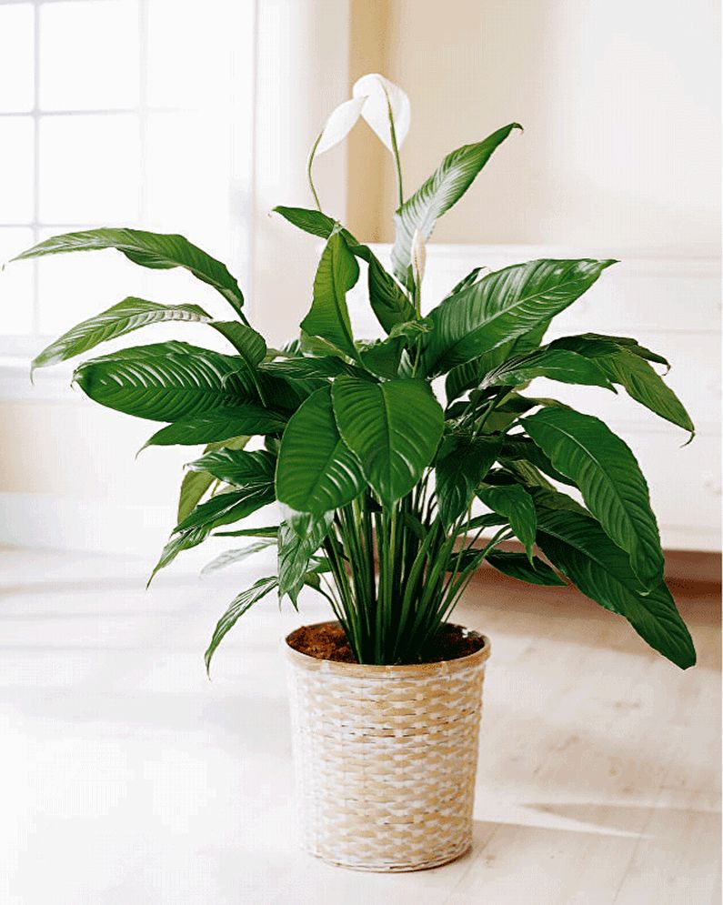 Spathiphyllum - osvetlenie