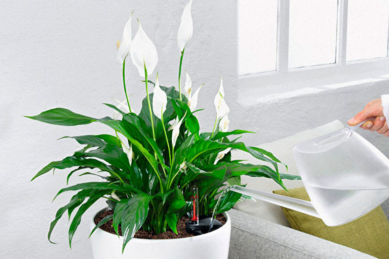 Spathiphyllum - Tưới nước