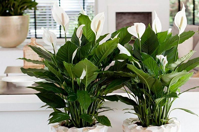 Spathiphyllum - Поливане