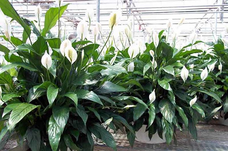 Spathiphyllum - teplota