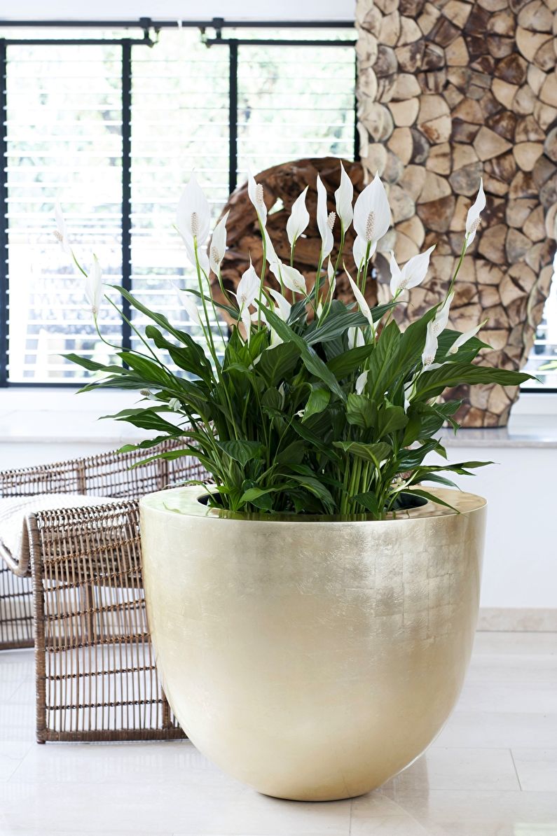 Spathiphyllum - Nhiệt độ