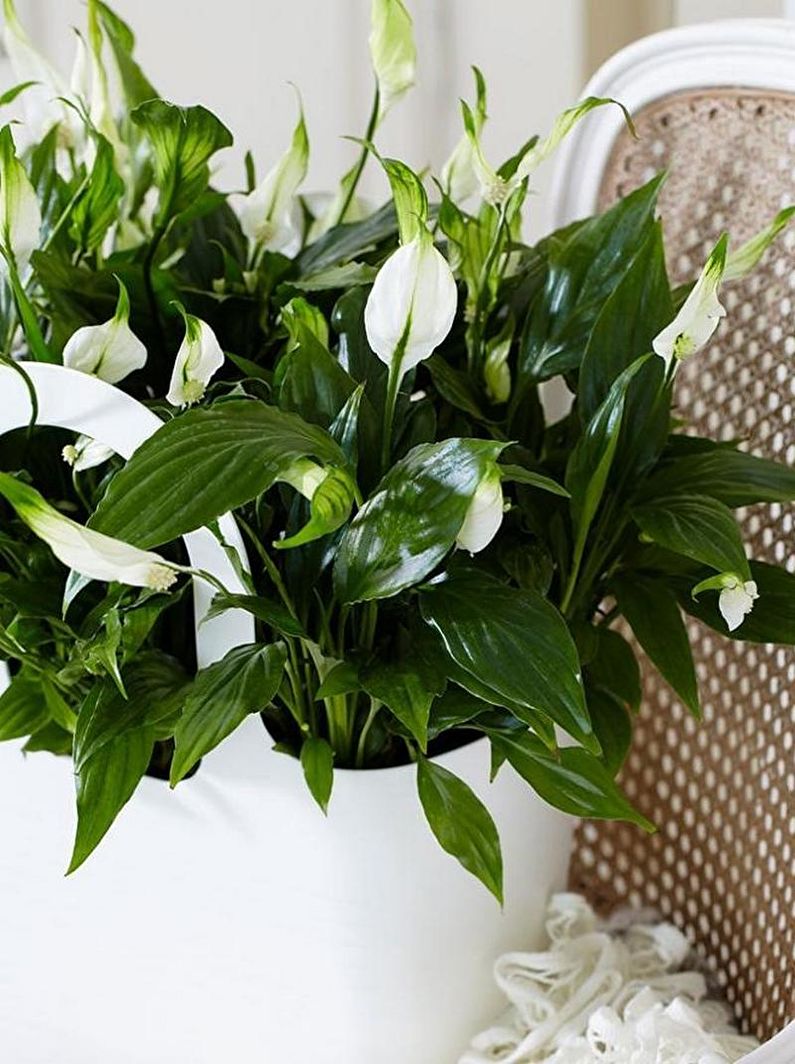 Spathiphyllum - Fertilizzanti