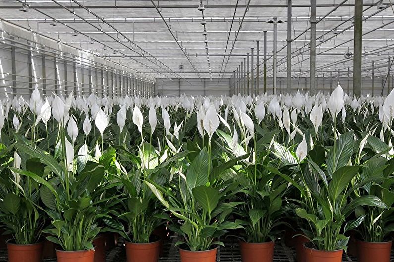 Reproduction and transplantation of spathiphyllum