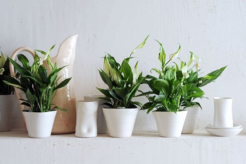 Sinh sản và cấy ghép spathiphyllum