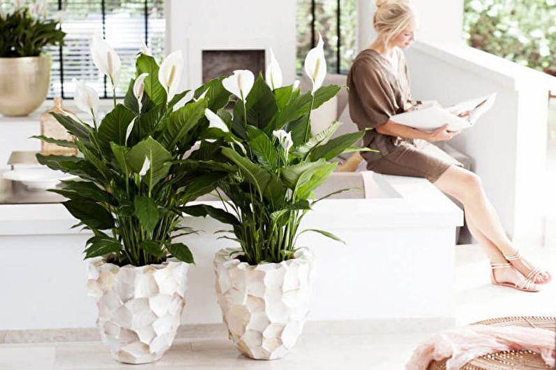 Spathiphyllum - nuotrauka