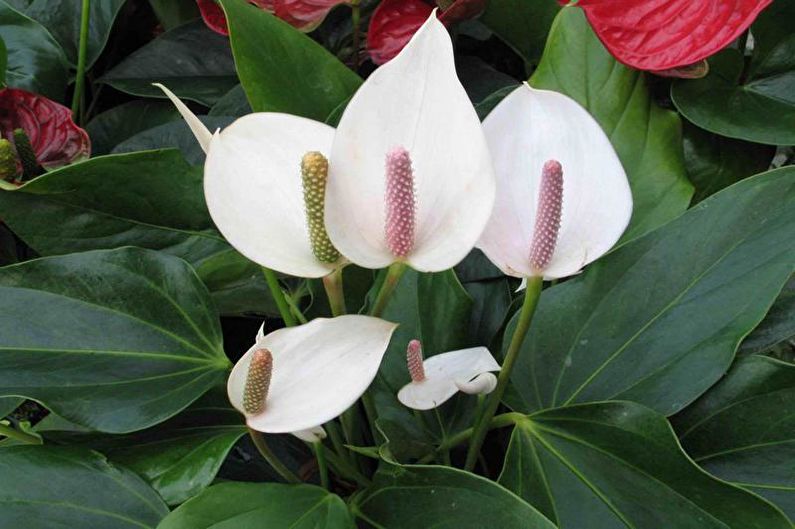 Spathiphyllum - larawan