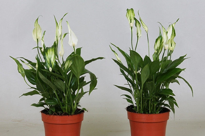 Spathiphyllum - nuotrauka