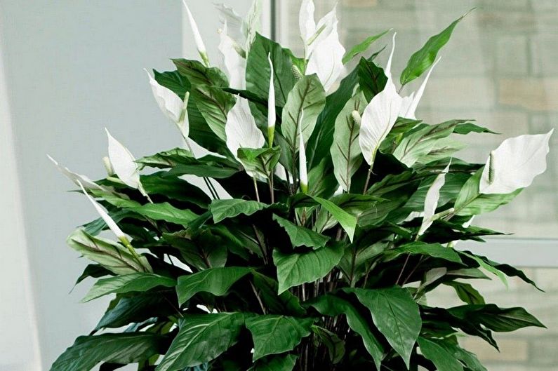 Spathiphyllum - fotografie