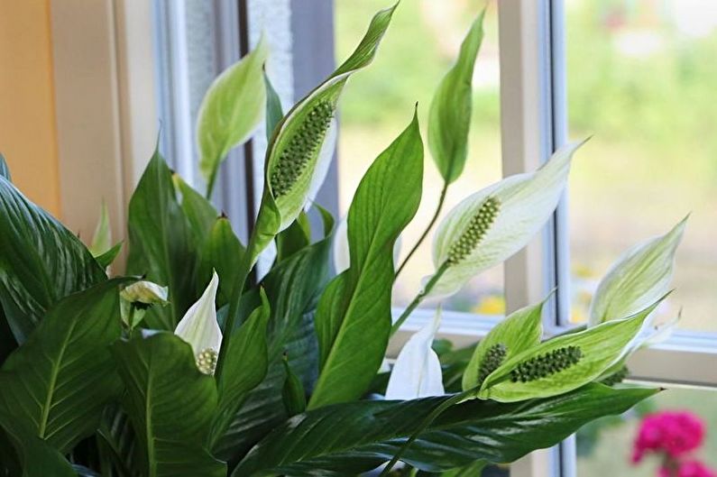 Spathiphyllum - fotografie