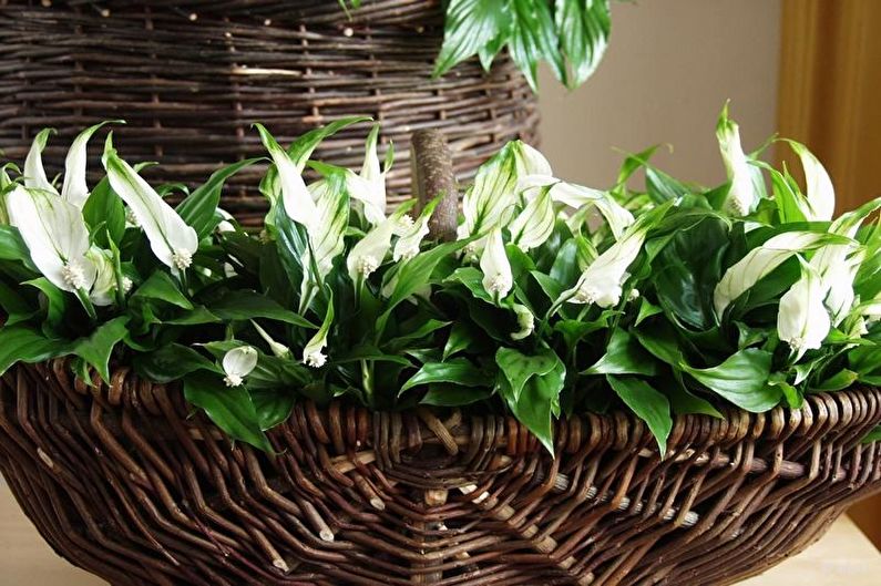 Spathiphyllum - photo