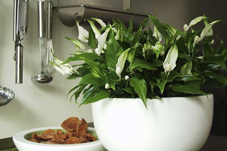 Spathiphyllum - larawan