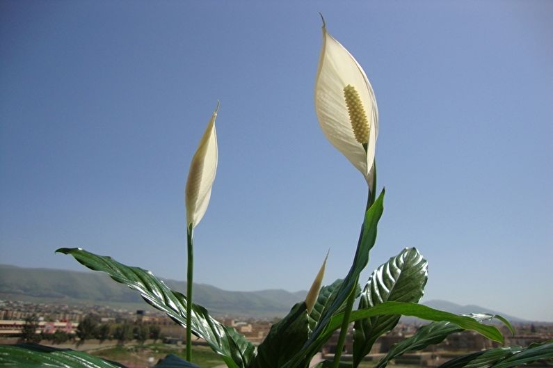 Spathiphyllum - fotografie