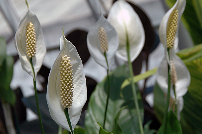 Spathiphyllum - fotografie