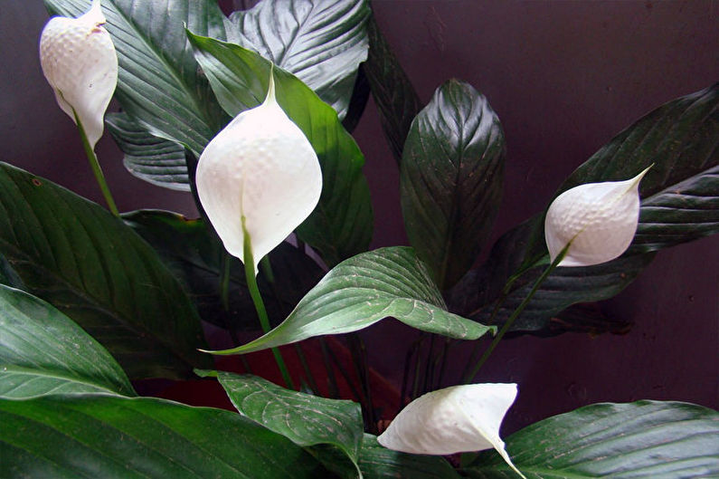 Spathiphyllum - larawan