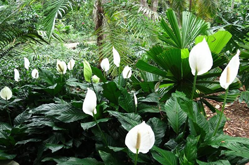 Spathiphyllum - nuotrauka