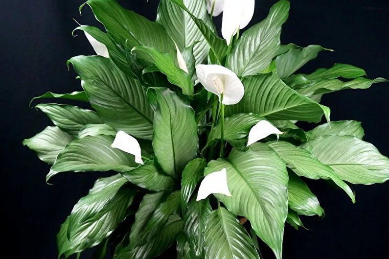 Spathiphyllum - valokuva