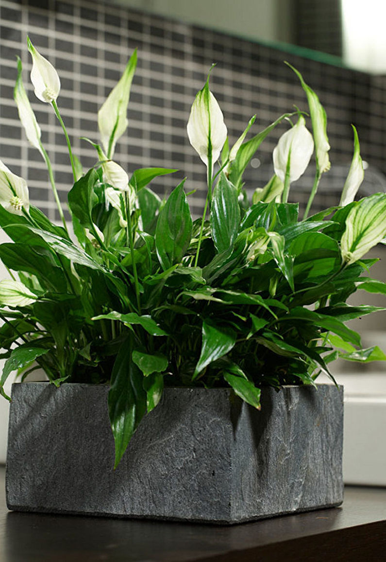 Spathiphyllum - fotografie