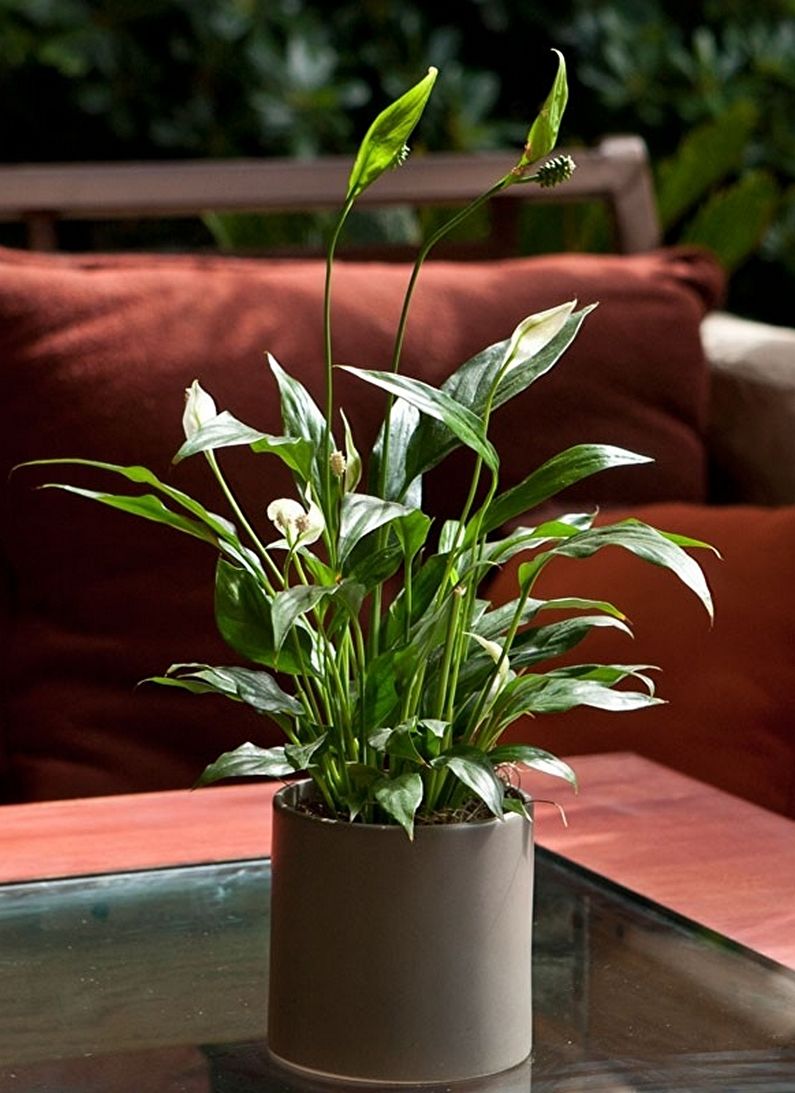 Spathiphyllum - fotografia