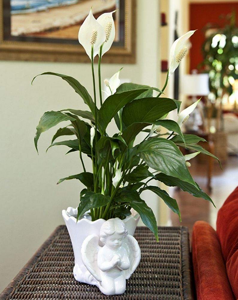 Spathiphyllum - foto