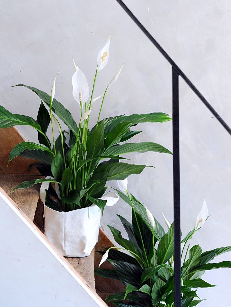 Spathiphyllum - larawan