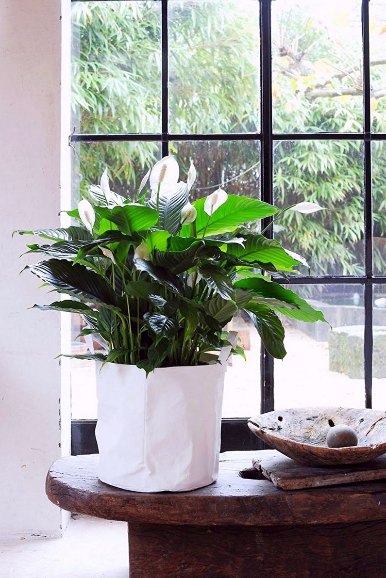 Spathiphyllum - รูปภาพ