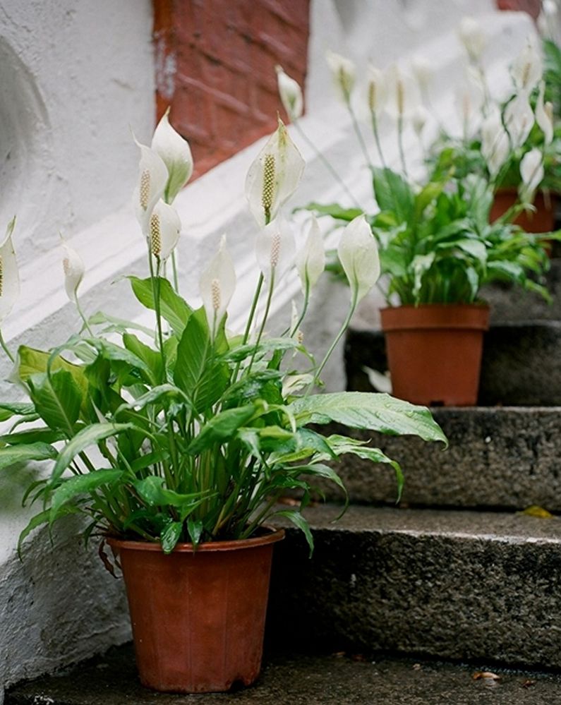 Spathiphyllum - larawan